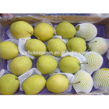 Shandong Birne / Niedrige Preis Birne / Shandong Birne aus China